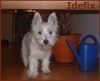 West Highland White Terrier Foto: Idefix 4 Monate (ID 8282) West Highland White Terrier Hund