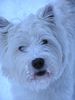 West Highland White Terrier Foto: Idefix liebt den Schnee (ID 18234) West Highland White Terrier Hund