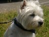 West Highland White Terrier Foto (ID 6628) West Highland White Terrier Hund