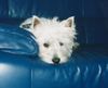West Highland White Terrier Foto: mein Westie JerryLee mit 6Monaten (ID 7210) West Highland White Terrier Hund