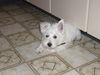 West Highland White Terrier Hund