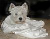 West Highland White Terrier Foto: Kilkenny mit 6 Monaten (ID 4592) West Highland White Terrier Hund