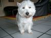 West Highland White Terrier Foto: Westhighland White Terrier Star of Royal Diamonds (ID 20559) West Highland White Terrier Hund