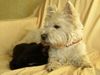 West Highland White Terrier Foto: Xania mit Ronja - Machmal bewache ich auch schlafende Katzen (ID 8313) West Highland White Terrier Hund