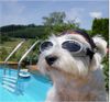 West Highland White Terrier Foto: Laurinne Snow-Star (ID 18137) West Highland White Terrier Hund