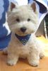 West Highland White Terrier Foto: Mein Rüde Lucky vom Jolly Joker (ID 3685) West Highland White Terrier Hund
