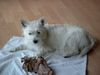West Highland White Terrier Foto: Kommt meinem Knochen nicht zu nahe (ID 11505) West Highland White Terrier Hund