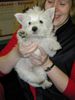 West Highland White Terrier Foto (ID 1839) West Highland White Terrier Hund
