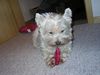 West Highland White Terrier Foto: Nelly und ihr Leckerchen ... (ID 10380) West Highland White Terrier Hund