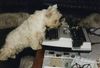West Highland White Terrier Foto: Neriah Snow-Star (ID 17599) West Highland White Terrier Hund