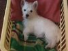 West Highland White Terrier Foto: Susi gerade aufgewacht!!! (ID 23345) West Highland White Terrier Hund