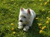 West Highland White Terrier Foto: Perry im Alter von 11 Jahren (ID 11638) West Highland White Terrier Hund