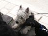 West Highland White Terrier Foto: ich will da hinauf! (ID 21497) West Highland White Terrier Hund