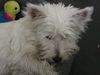 West Highland White Terrier Foto: Shira (ID 1927) West Highland White Terrier Hund