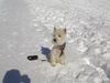 West Highland White Terrier Foto: Viele Grüsse aus dem Schnee! (ID 2697) West Highland White Terrier Hund