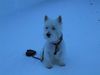 West Highland White Terrier Foto: Listo im Schnee! (ID 2698) West Highland White Terrier Hund