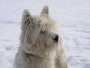 West Highland White Terrier Foto: Ushi de la Combe Berail, genannt Idefix, mit eineinhalb Jahren im letzten Winter (ID 21121) West Highland White Terrier Hund