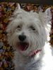 West Highland White Terrier Foto: Unser aller Liebling...wer kann diesem süssen Gesicht schon widerstehen? (ID 9780) West Highland White Terrier Hund