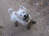 West Highland White Terrier Foto: Idefix hatte offenbar wieder mal großen Spaß (ID 16149) West Highland White Terrier Hund