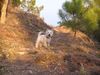 West Highland White Terrier Foto: Idefix kann es nie schnell genug gehen (ID 16150) West Highland White Terrier Hund