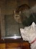 West Highland White Terrier Foto: Wenn ich eine Katze seh`...ohweh...ohweh !!! (ID 9779) West Highland White Terrier Hund