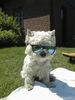 West Highland White Terrier Foto: Mozart : DIB (Dog in black) (ID 1561) West Highland White Terrier Hund