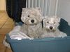 West Highland White Terrier Foto: Mozart (links) mit Freundin Shelly (ID 1562) West Highland White Terrier Hund