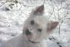 West Highland White Terrier Foto: Tammy im Schnee (ID 9478) West Highland White Terrier Hund