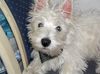 West Highland White Terrier Foto: Musst du mich fotografieren? (ID 7824) West Highland White Terrier Hund
