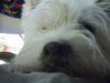 West Highland White Terrier Foto: Snoopy Urlaub in Italien, ich will meine ruhe (ID 14680) West Highland White Terrier Hund