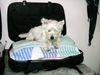 West Highland White Terrier Foto: Snoopy Urlaub in Italien (ID 14679) West Highland White Terrier Hund