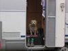 West Highland White Terrier Foto: Biene 4 Jahre wann geht es endlich los (ID 9376) West Highland White Terrier Hund