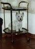 West Highland White Terrier Foto: Gioa Snow-Star als Welpe in der Privatkutsche (ID 17600) West Highland White Terrier Hund