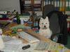 West Highland White Terrier Foto: Rambo bei der Arbeit (ID 1265) West Highland White Terrier Hund