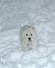 West Highland White Terrier Foto: Rambo (ID 2645) West Highland White Terrier Hund