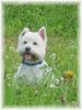 West Highland White Terrier Foto: Rambo (ID 1142) West Highland White Terrier Hund