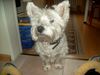 West Highland White Terrier Foto: Charlie (ID 18447) West Highland White Terrier Hund