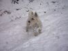 West Highland White Terrier Foto: Sally im Schnee (ID 15955) West Highland White Terrier Hund