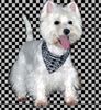 West Highland White Terrier Hund