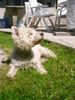 West Highland White Terrier Foto: Shiva ganz eingebildet....... (ID 11528) West Highland White Terrier Hund