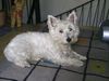 West Highland White Terrier Foto: Bin ich nicht schön? (ID 11490) West Highland White Terrier Hund