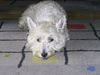 West Highland White Terrier Foto: Shiva ganz neugierig............. (ID 11491) West Highland White Terrier Hund