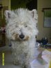 West Highland White Terrier Foto: Puh, Shiva frisch gekämmt (ID 11492) West Highland White Terrier Hund