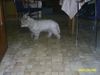West Highland White Terrier Foto: Taps, taps (ID 11493) West Highland White Terrier Hund