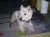 West Highland White Terrier Foto: Shiva frisch getrimmt (ID 11494) West Highland White Terrier Hund