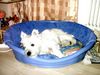West Highland White Terrier Foto: Snoopy der coole (ID 18502) West Highland White Terrier Hund