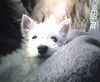 West Highland White Terrier Foto: da hier ist unser spikey - 11wochen alt! (ID 11213) West Highland White Terrier Hund