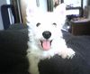 West Highland White Terrier Foto (ID 11497) West Highland White Terrier Hund