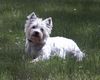 West Highland White Terrier Foto: meine Wiese (ID 9477) West Highland White Terrier Hund