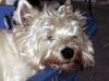 West Highland White Terrier Foto: unser Hund Tammy (ID 3335) West Highland White Terrier Hund